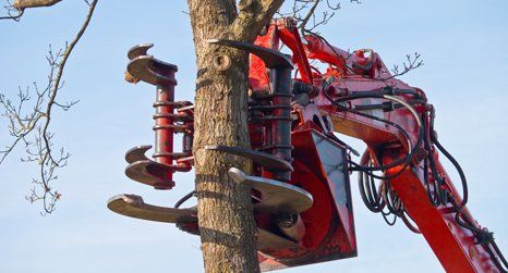 tree felling in progress