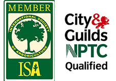 graphic of green tree