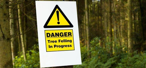 DANGER tree felling sign board