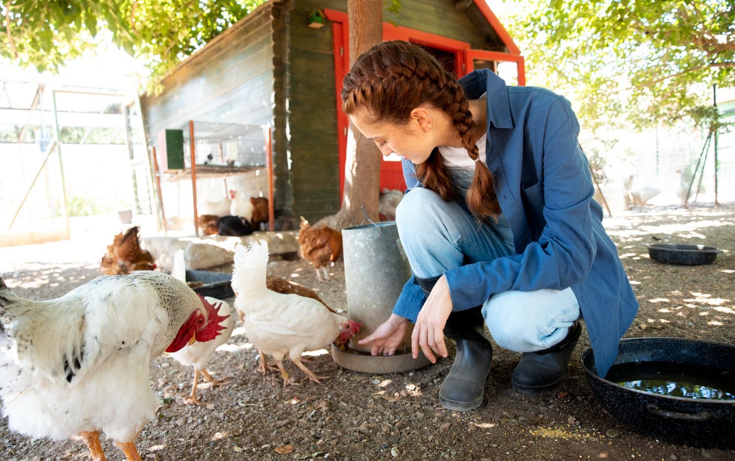 Woman crouches by chickens in a sunny coop, feeding them near a water bowl.