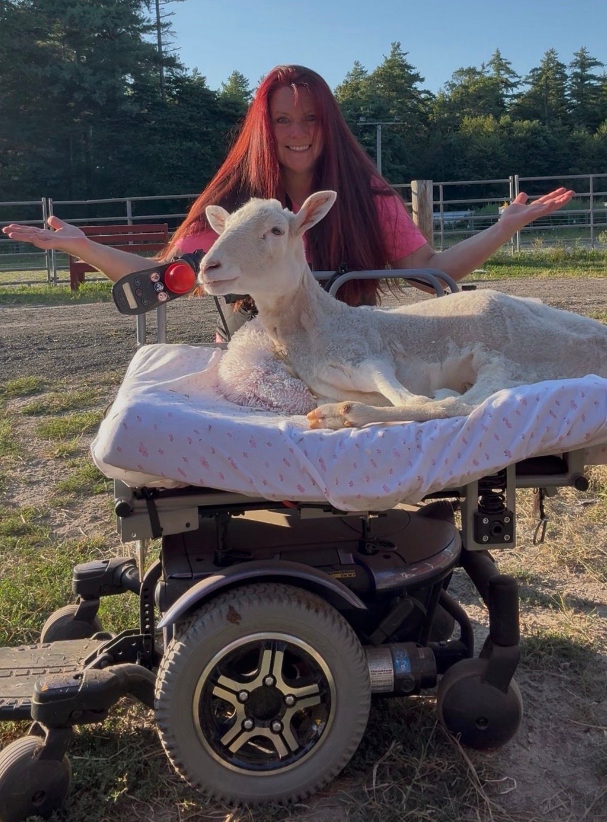 Person behind a white goat resting on a wheelchair in a sunny outdoor yard