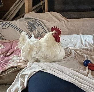 White chicken resting on a rumpled bed with pillows and a blue toy nearby