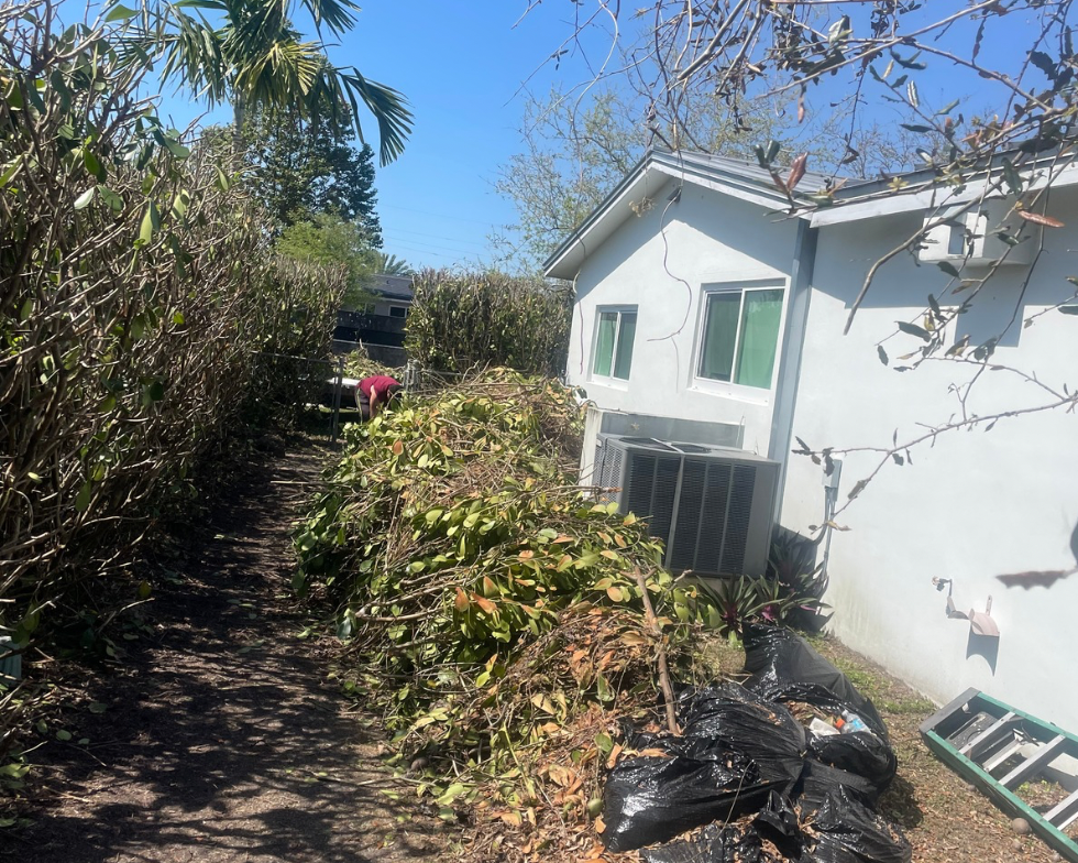 A pile of yard waste sits between the side of a white house and a tall hedge, with black trash bags near a ladder.