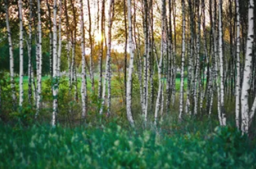 rouleaux de matière plastique pour l'emballage