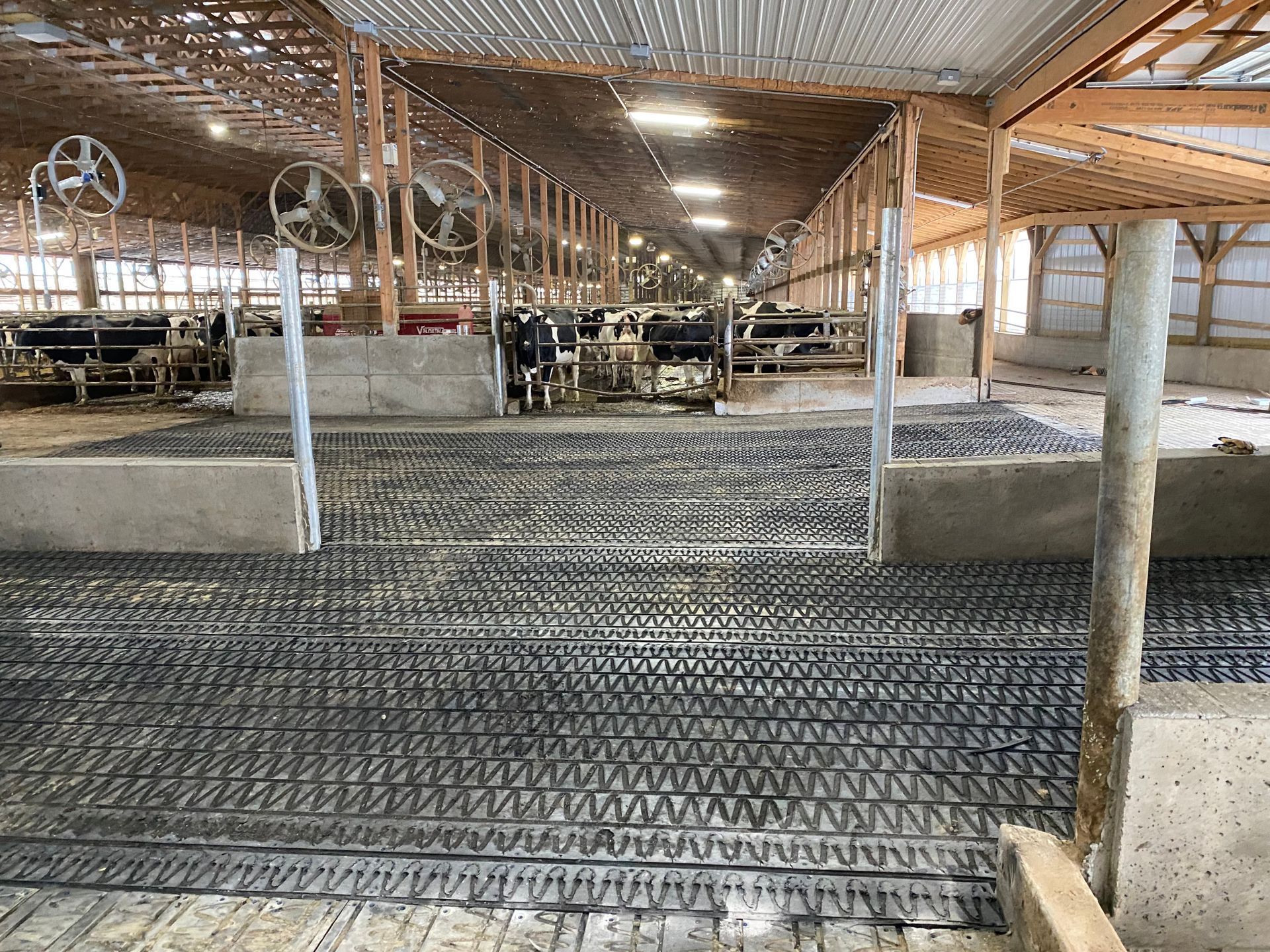 Rubber Mats For Dairy Cattle Barns - Gabel Belting, Inc.