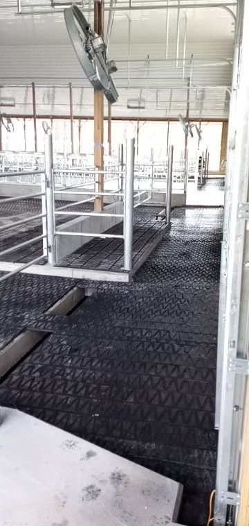 grooved rubber flooring in a cow milking parlor - Gabel Belting, Inc.