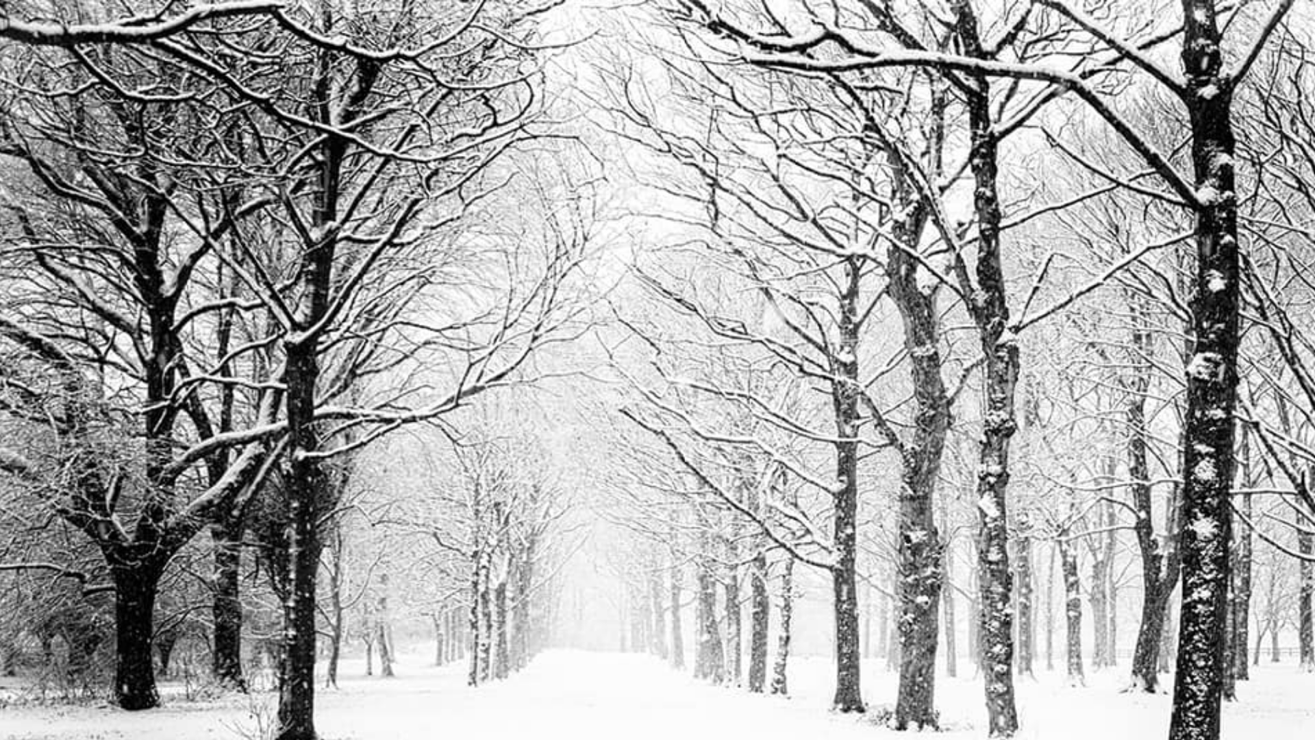 Snow-covered trees line a path, forming a tunnel. Winter scene with monochrome tones.