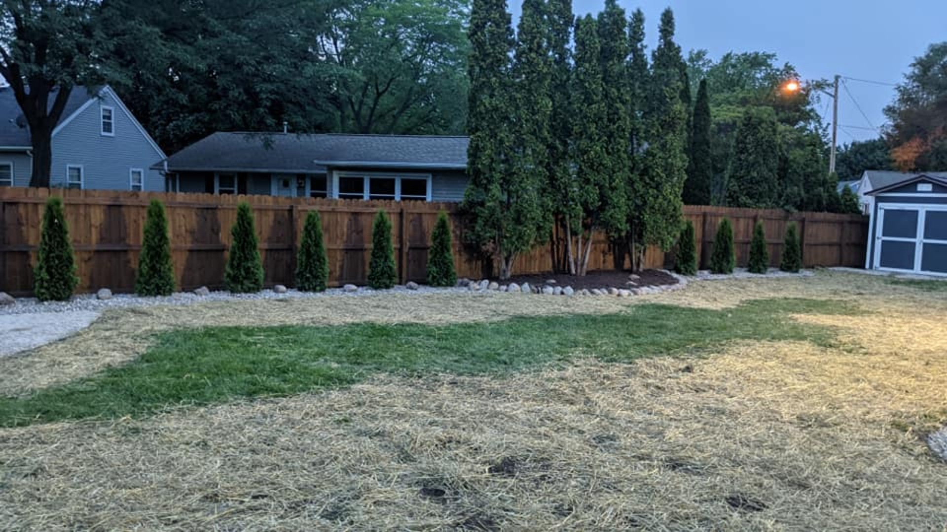 A backyard with a wooden fence, evergreen trees, and a small shed.