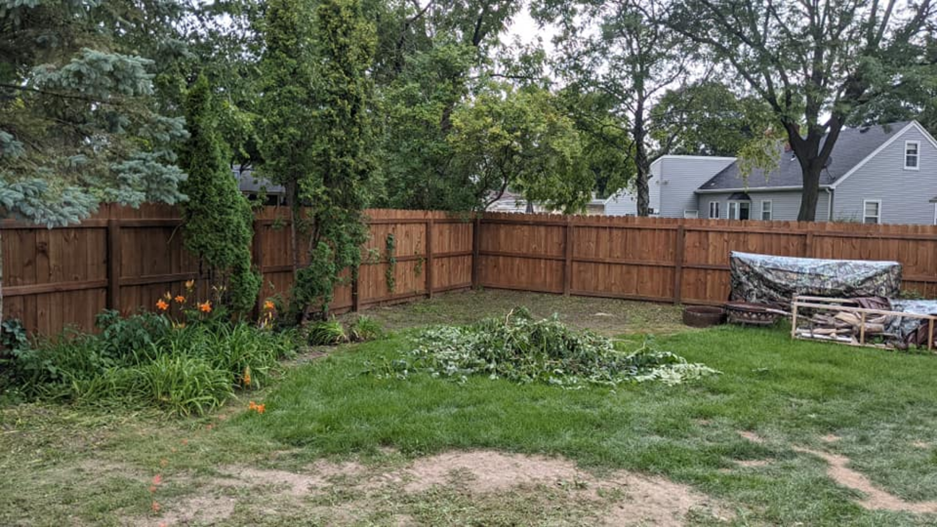 Backyard with brown fence, trees, grass, and a pile of cut branches.