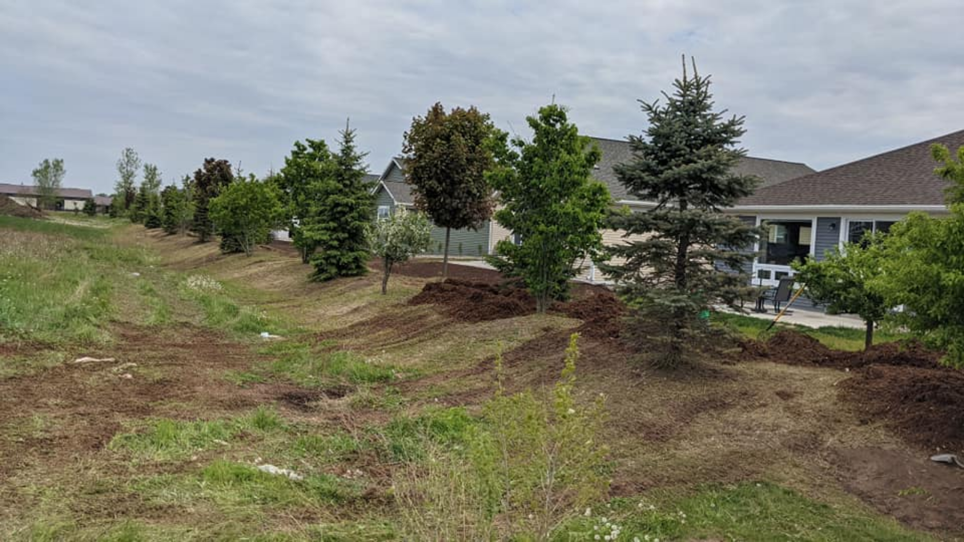 Row of young trees planted in a grassy ditch, with houses in the background under a cloudy sky.