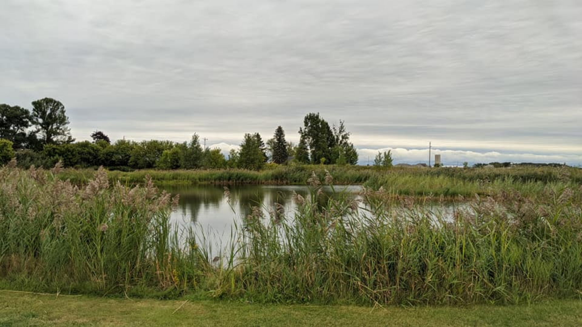 A pond surrounded by tall reeds and green grass under a cloudy sky.