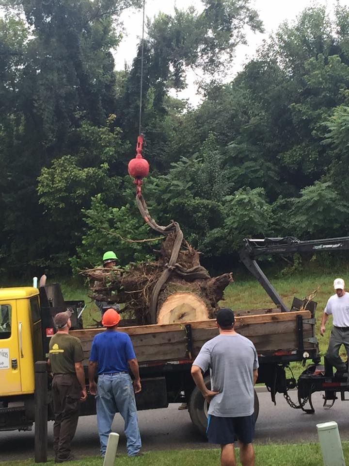Tree Removal — Roanoke, VA — Salem Tree & Stump