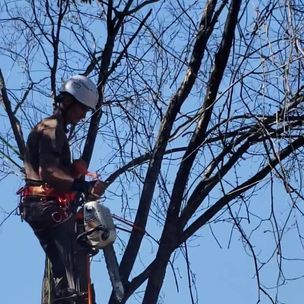Tree Trimming — Roanoke, VA — Salem Tree & Stump