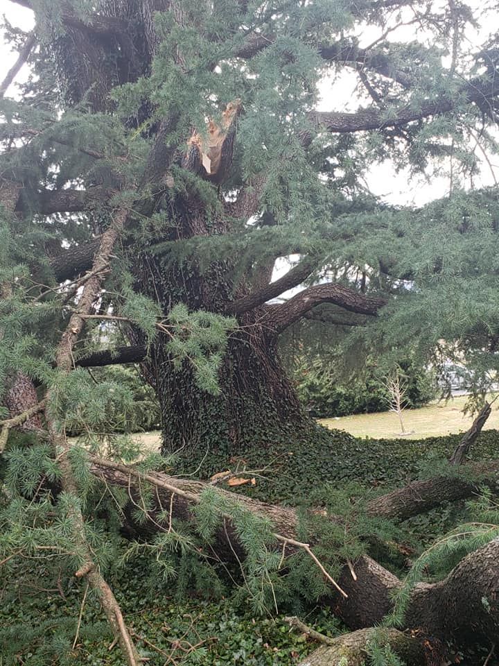 Big Tree — Roanoke, VA — Salem Tree & Stump