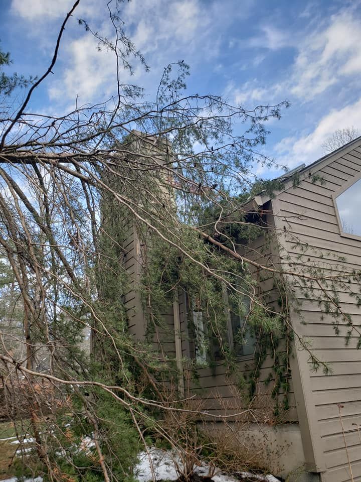 Removing Tree — Roanoke, VA — Salem Tree & Stump