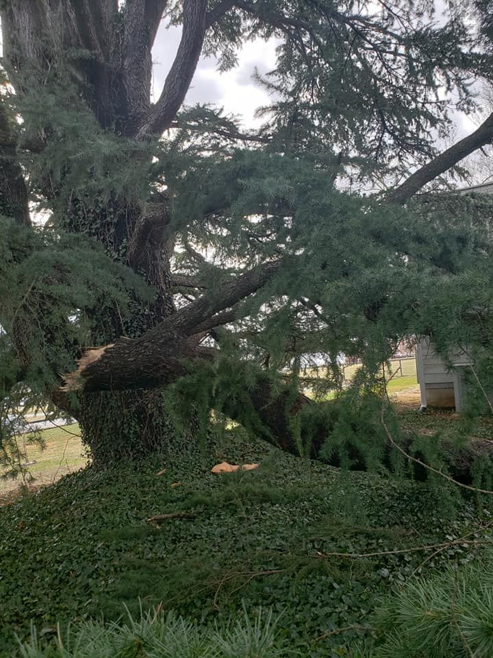 Tall Tree — Roanoke, VA — Salem Tree & Stump