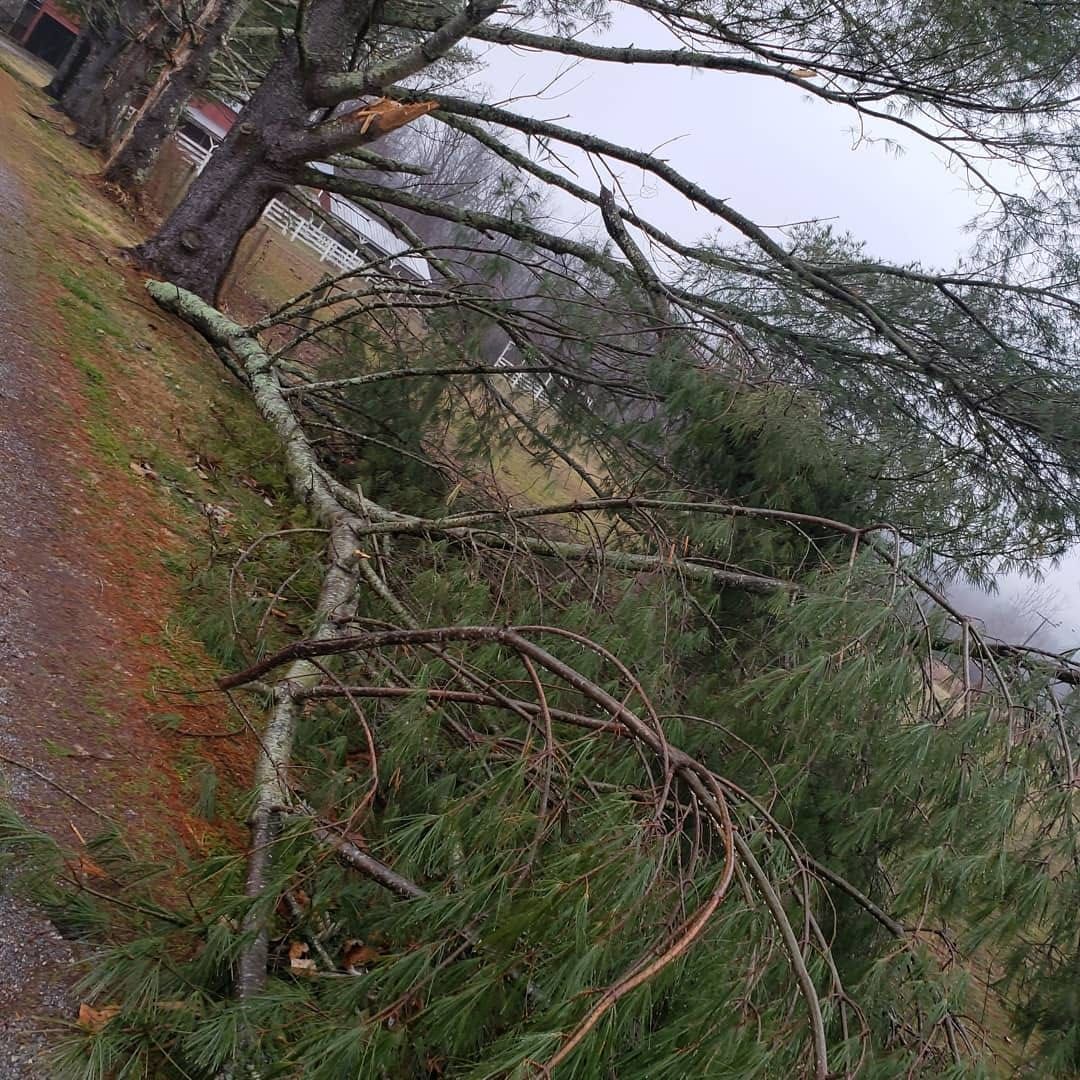Removing Tall Tree — Roanoke, VA — Salem Tree & Stump