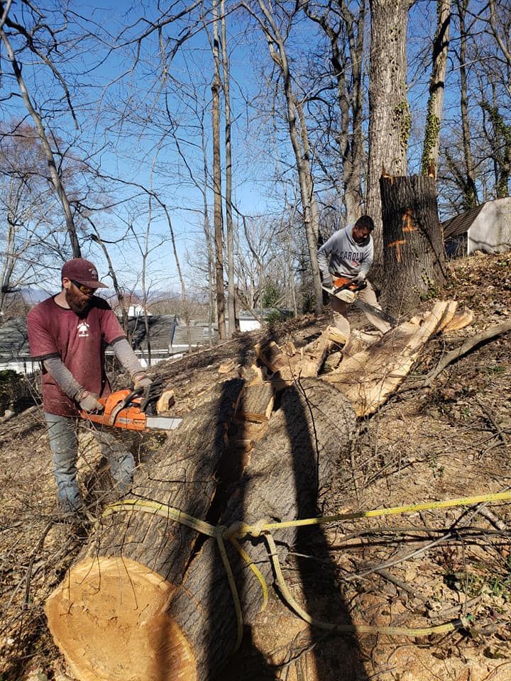 Man Cutting Tree — Roanoke, VA — Salem Tree & Stump