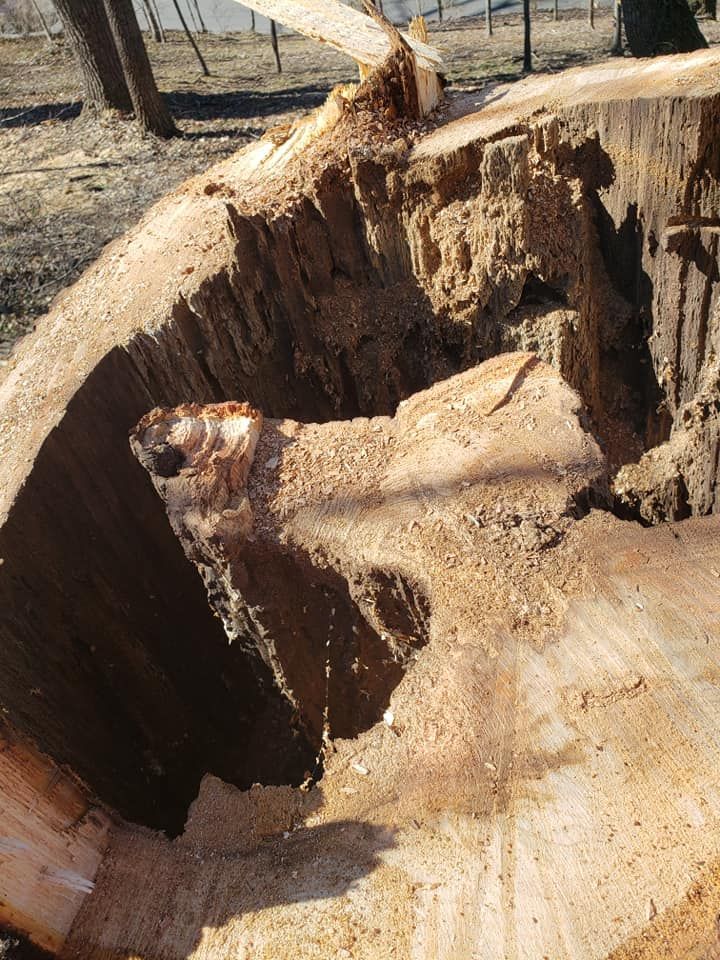 After Removing Tree — Roanoke, VA — Salem Tree & Stump