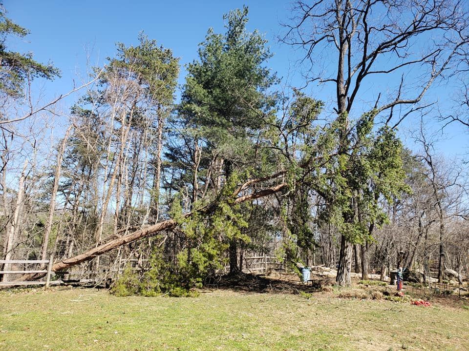 Damaged Tree — Roanoke, VA — Salem Tree & Stump