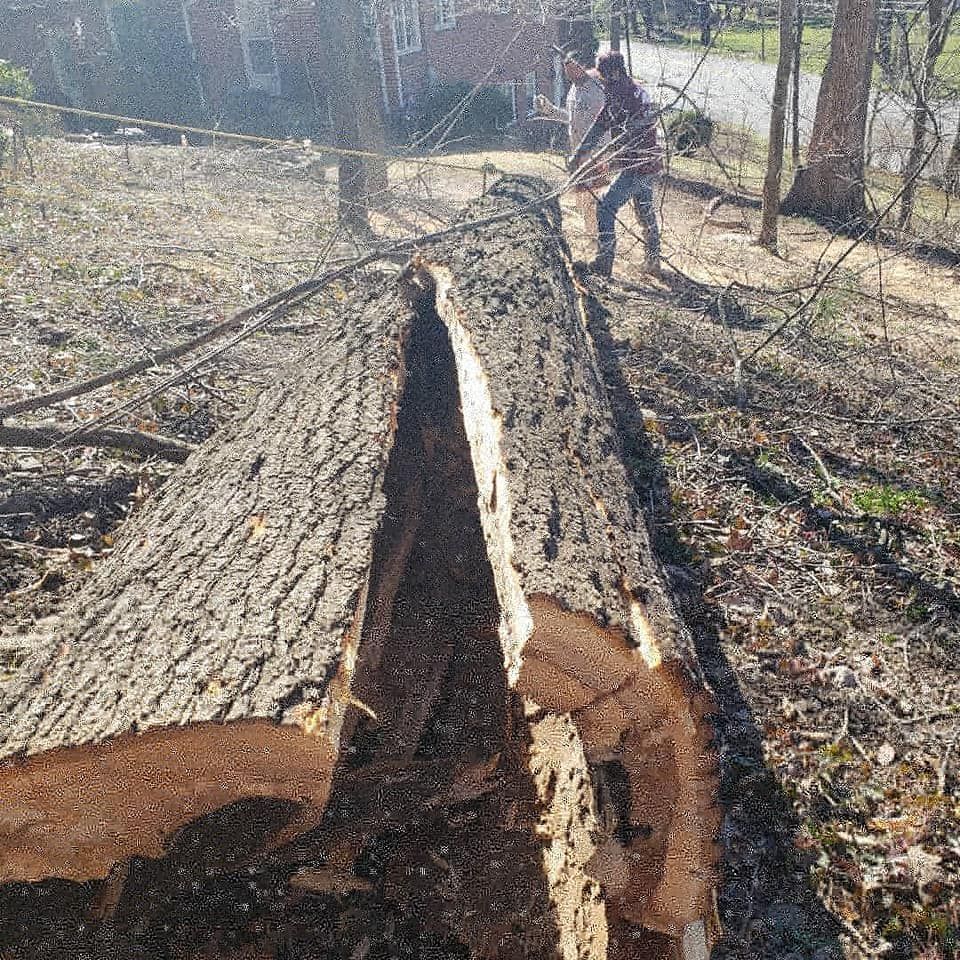 Tree On The Floor — Roanoke, VA — Salem Tree & Stump