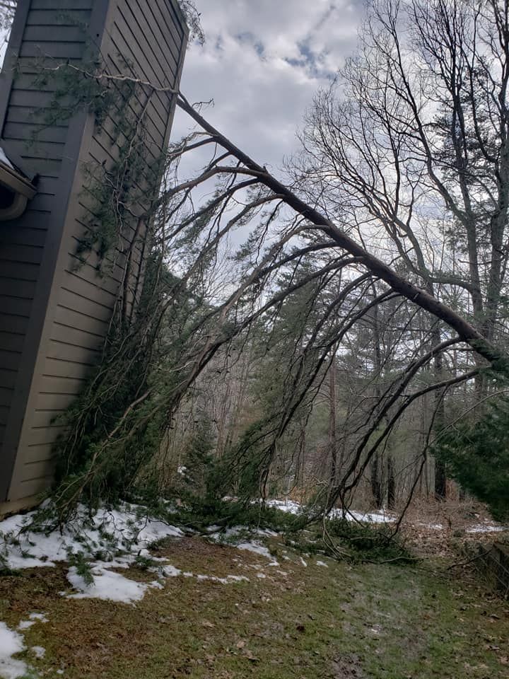 Fallen Tree — Roanoke, VA — Salem Tree & Stump