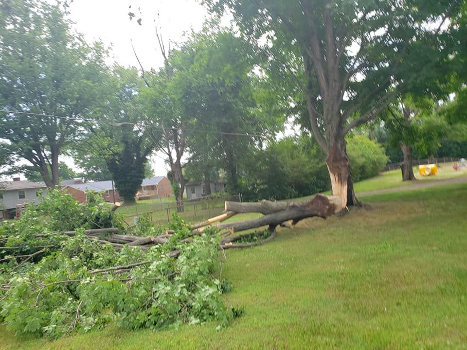 After Tree Removal #1 — Roanoke, VA — Salem Tree & Stump