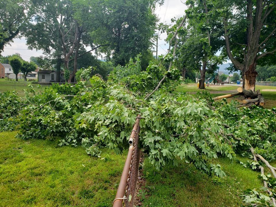 After Tree Removal #2 — Roanoke, VA — Salem Tree & Stump