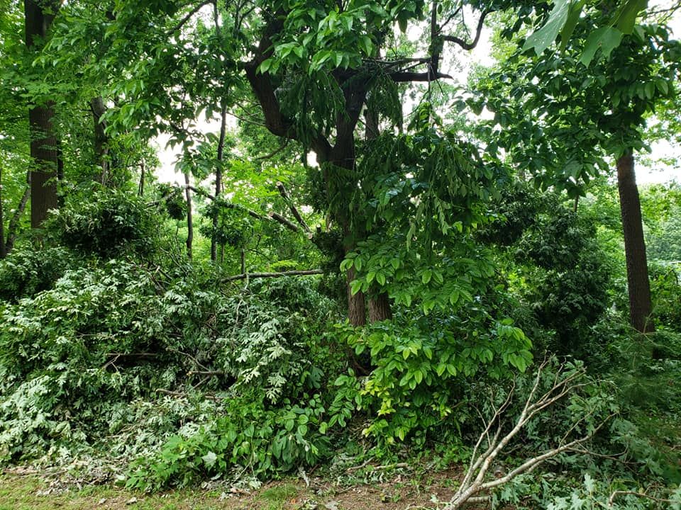 After Tree Removal #4 — Roanoke, VA — Salem Tree & Stump