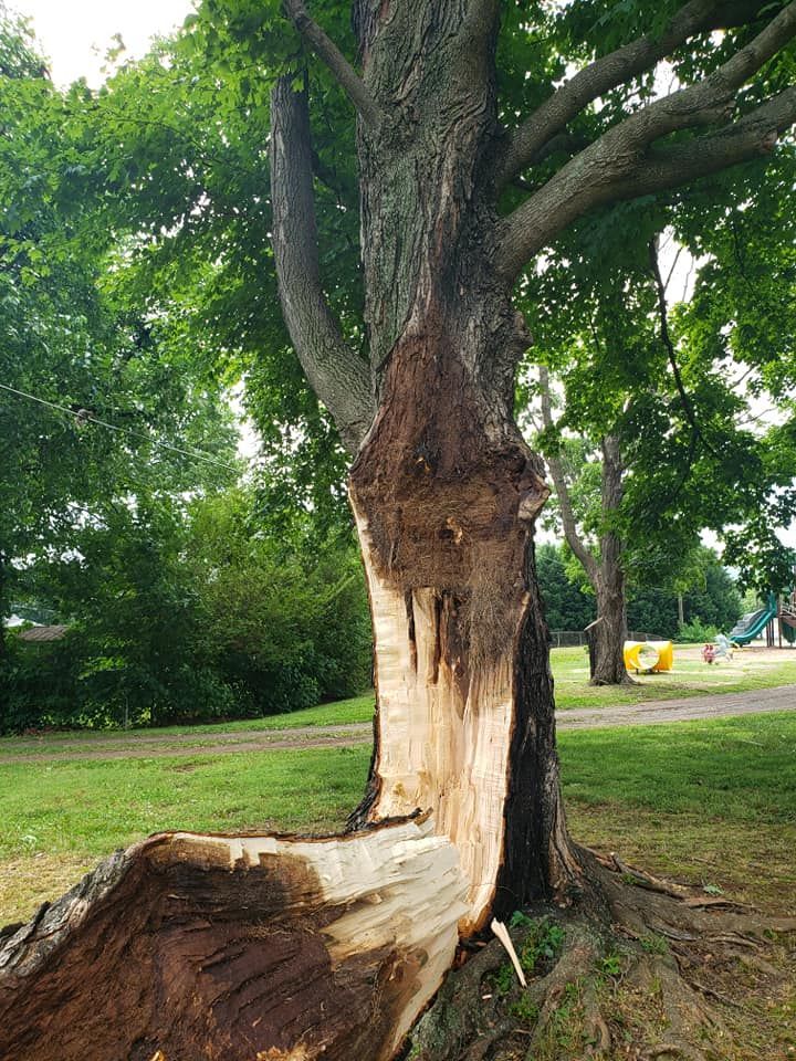 Tree Thinning — Roanoke, VA — Salem Tree & Stump