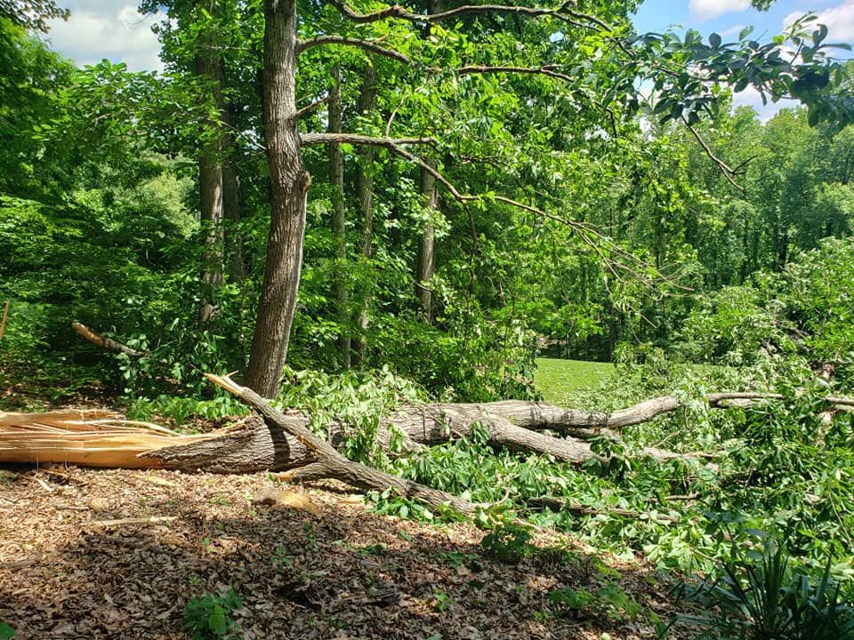After Tree Removal #5 — Roanoke, VA — Salem Tree & Stump