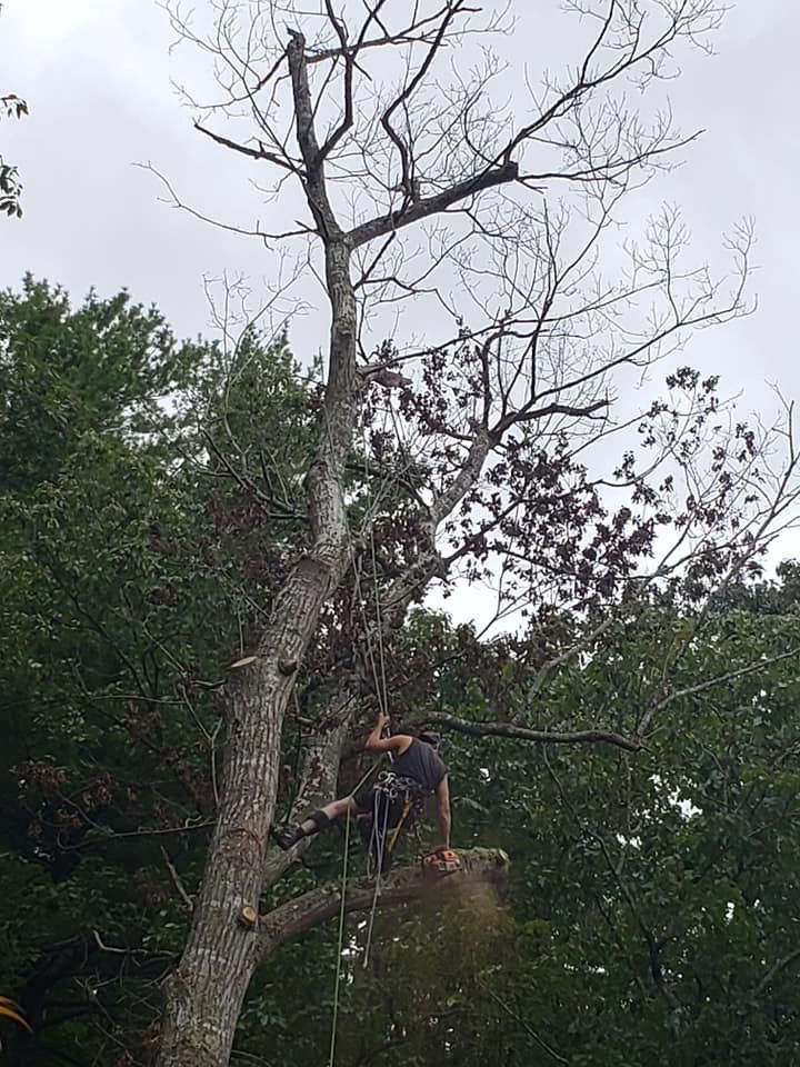 Climbing The Tall Tree — Roanoke, VA — Salem Tree & Stump
