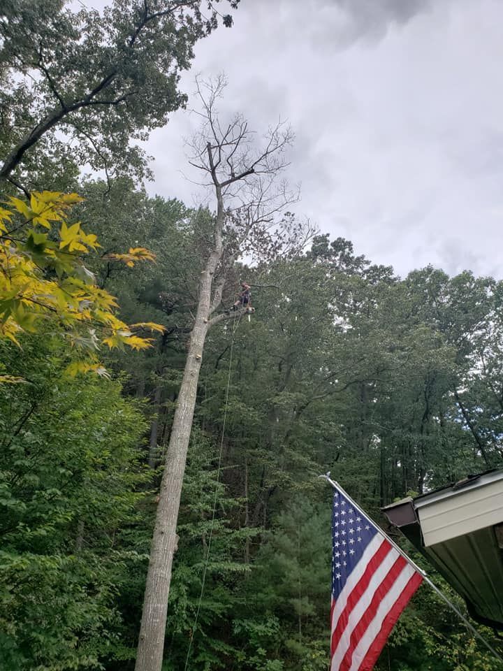 Tall Tree — Roanoke, VA — Salem Tree & Stump