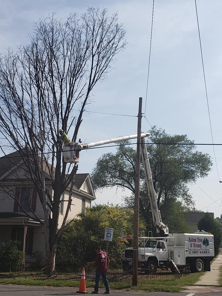 Worker Trimming Tree #1 — Roanoke, VA — Salem Tree & Stump