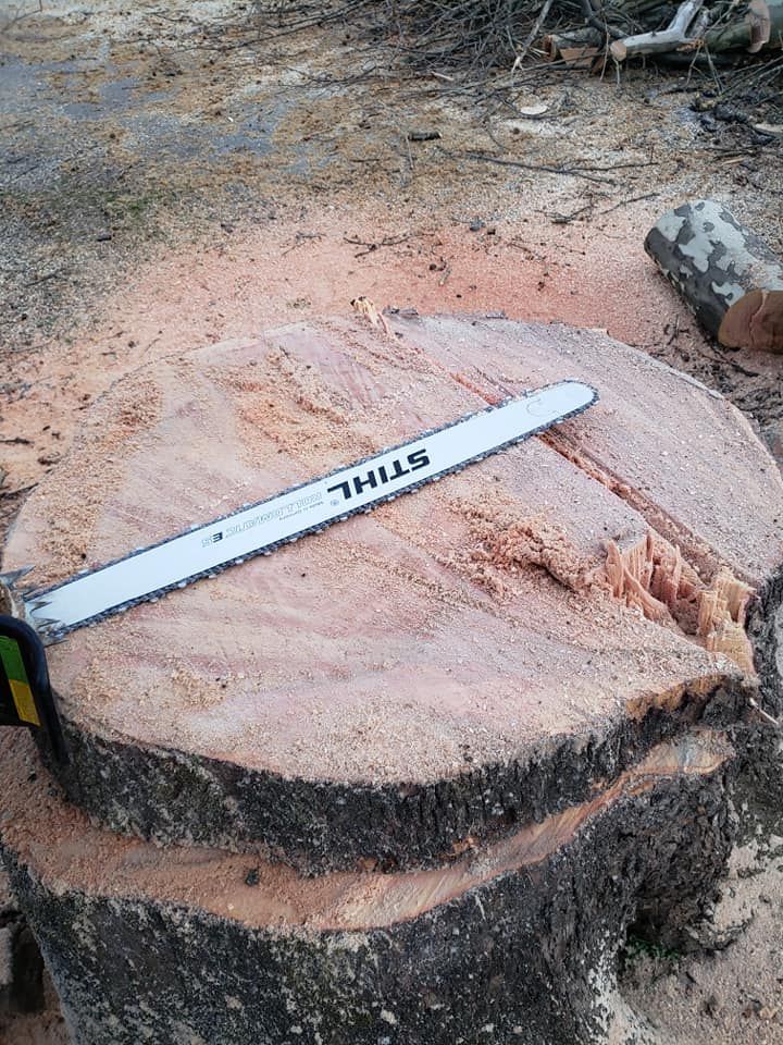 Tree Stump #1 — Roanoke, VA — Salem Tree & Stump