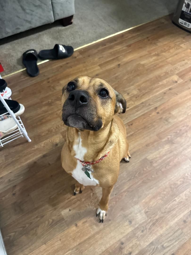 Brown dog with white chest looks up, sitting on wood floor.