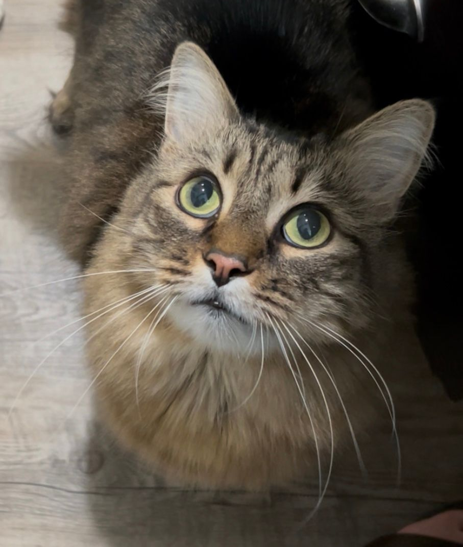 Brown tabby cat looking up with wide green eyes.