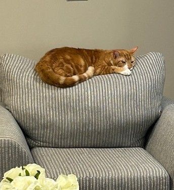 Orange tabby cat resting on a gray striped armchair pillow.