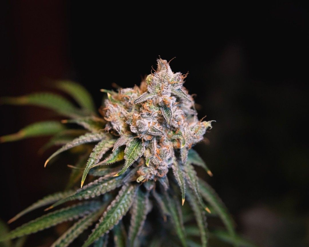 CBD & CBG Products