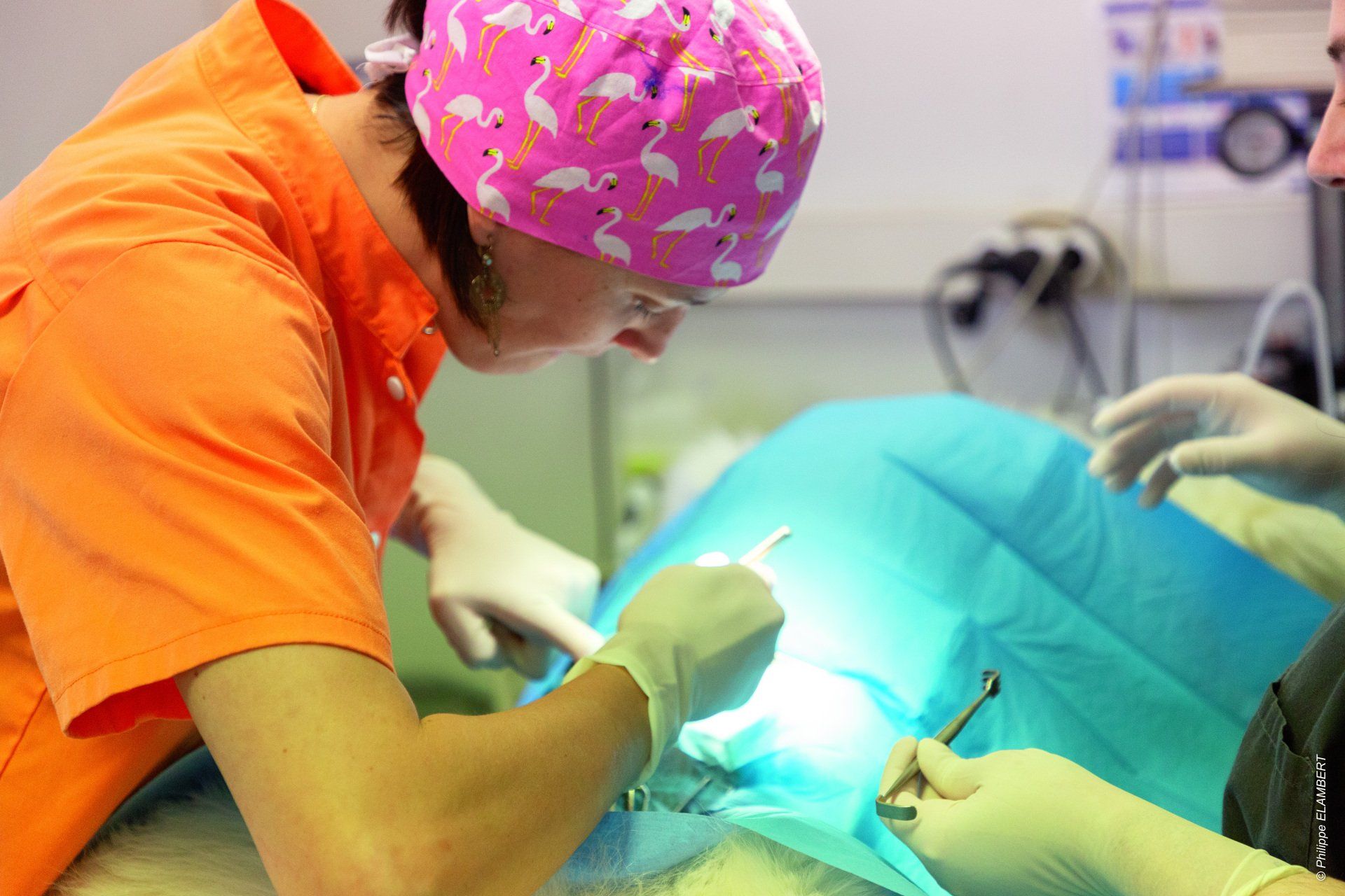 Chirurgie à clinique vétérinaire Amimo de Melun