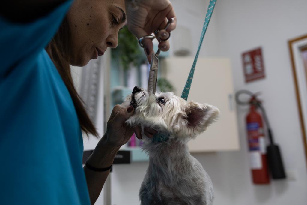 Grooming a small white dog with scissors.