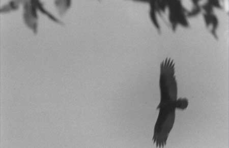 The Turkey Vulture  Year: 1993© - CSStudio.tv