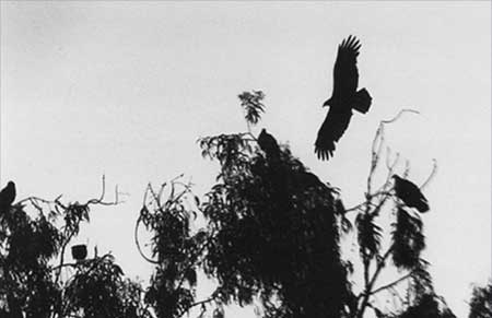 The Turkey Vulture's Nest  Year: 1993© - CSStudio.tv