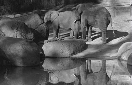 The Oakland Zoo Elephants  Year: 1993© - CSStudio.tv