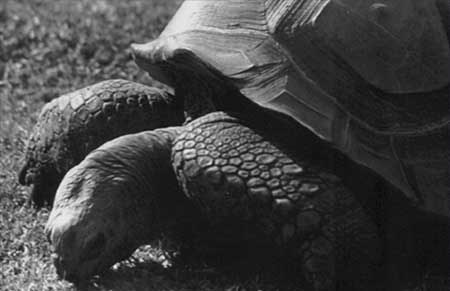The Turtle Year: 1993© - CSStudio.tv