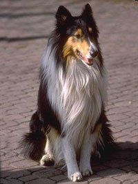 image-70874-Domesticated-642.jpg?1410561344551
