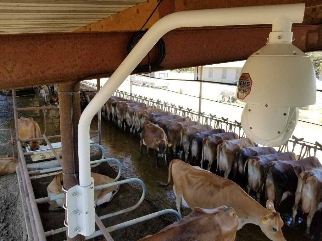 A camera is hanging from the ceiling of a barn surrounded by cows.
