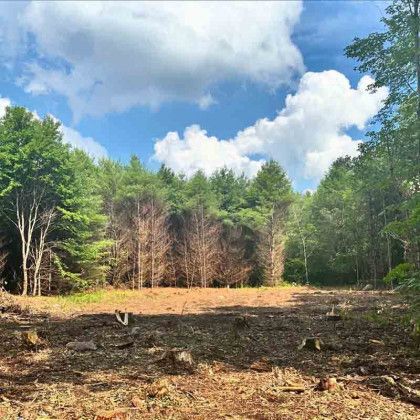 For tree removal in Lubbock TX by Clay's Clean Up