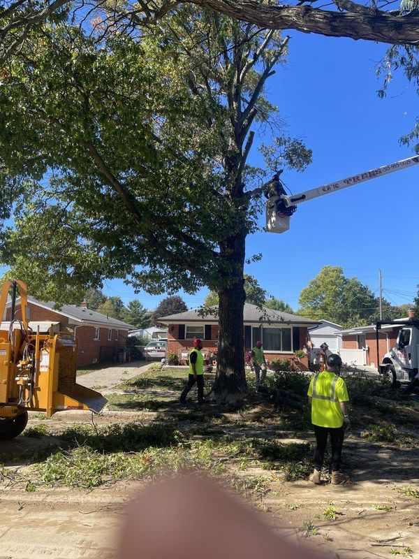 Tree trimming crew working near a house on a sunny day. Chipper, lift, and workers in safety vests.