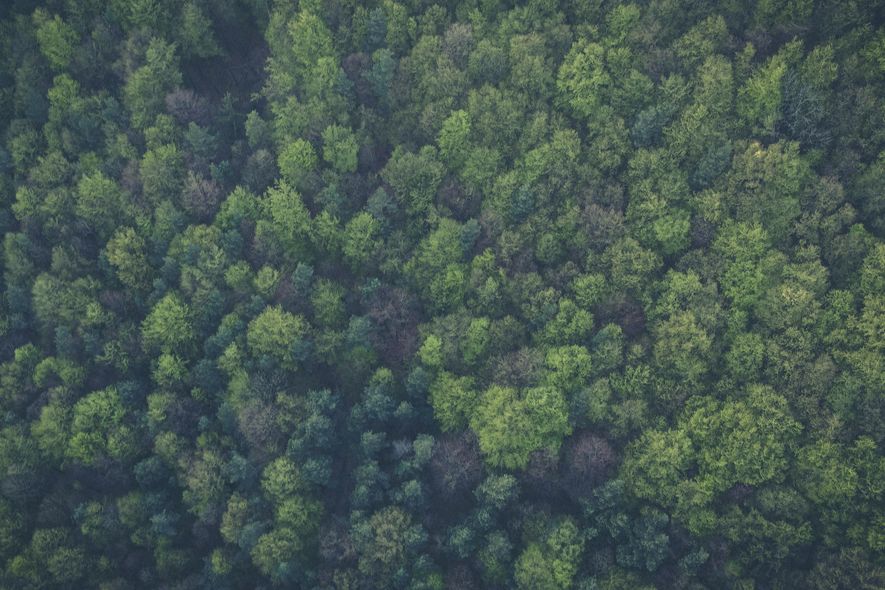 Aerial view of dense green forest canopy.